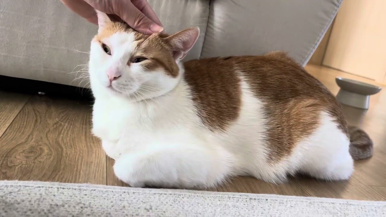 I want to disturb you kitty