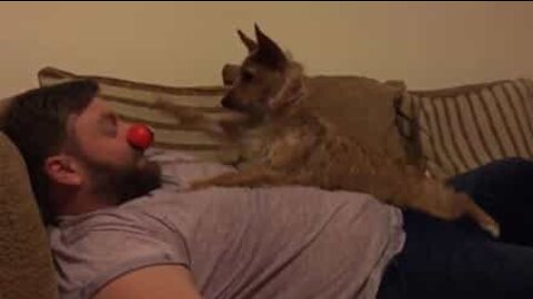 Cagnolina gioca con il naso da clown del padrone