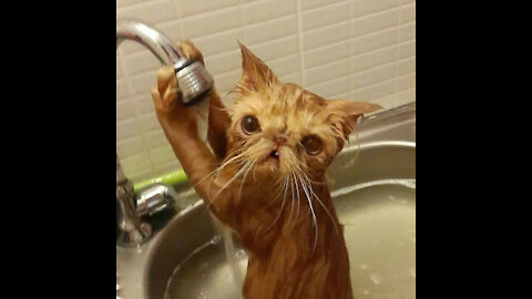 Funniest animals in the world