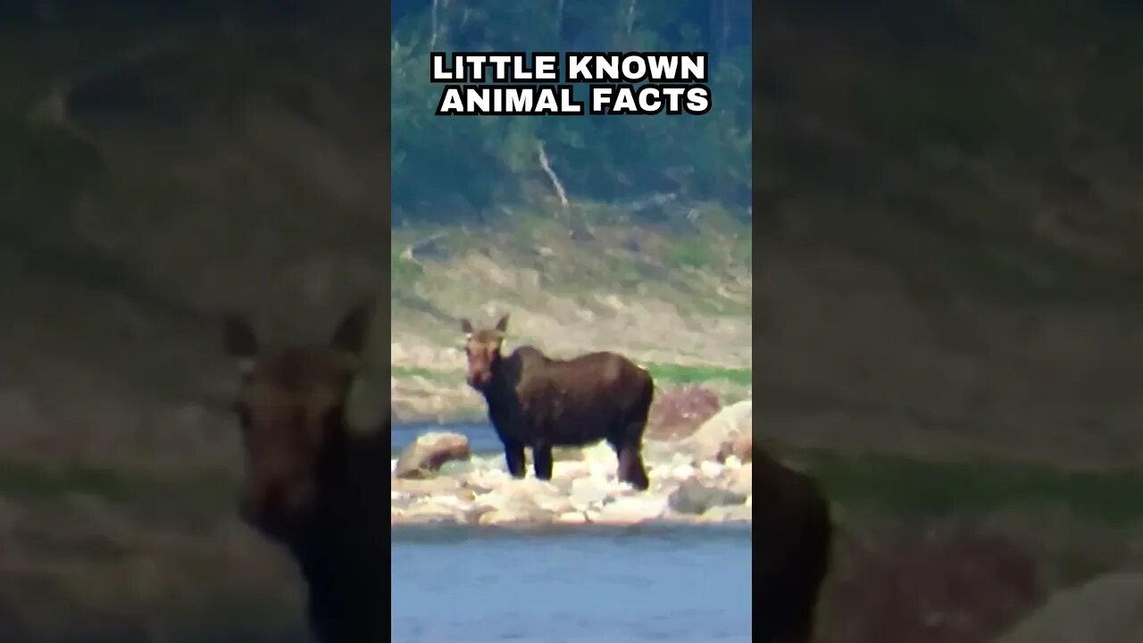 Moose in the Forest: Agile Giants Navigating Nature's Obstacles