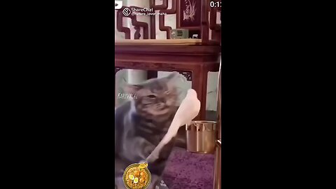 funny cat