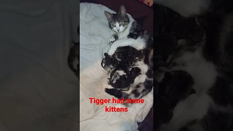 Tigger had kittens
