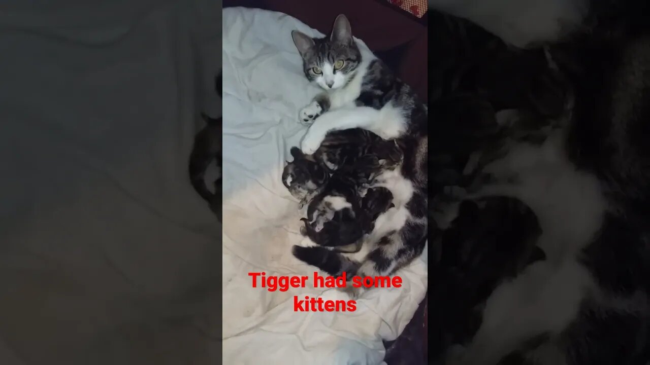 Tigger had kittens