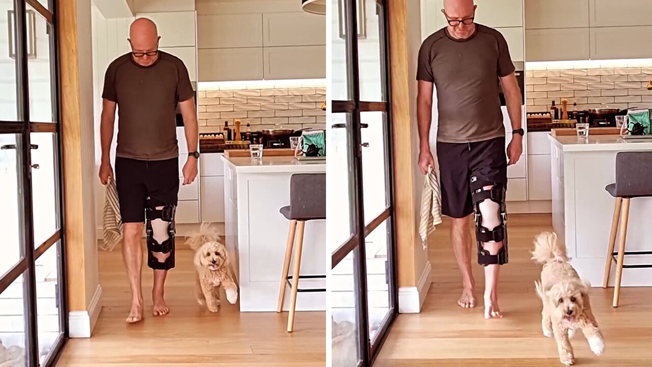 Limping Dog Copies His Injured Owner Out Of Sympathy