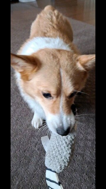 Corgi eye to eye