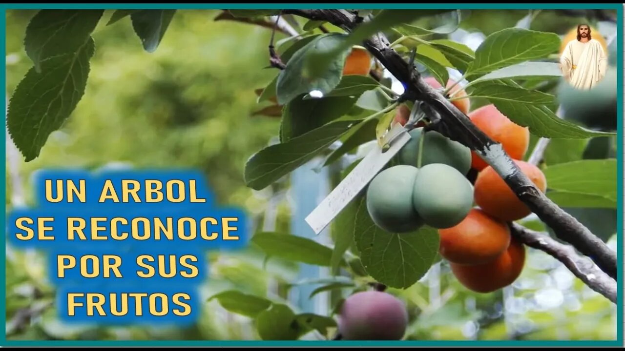 MENSAJE DE JESUCRISTO A AGAR - UN ARBOL SE RECONOCE POR SUS FRUTOS