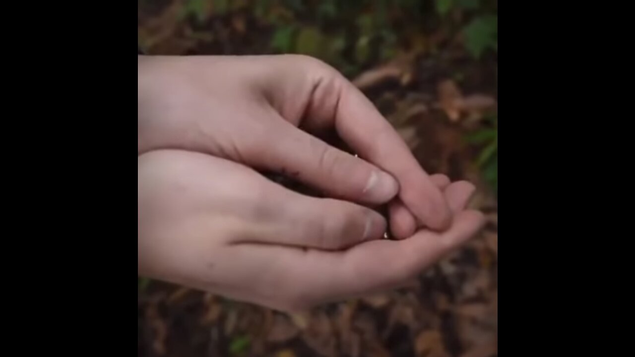 Golden turtle bugs .. Amazing