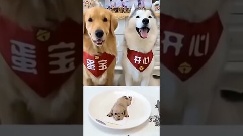 Funny Dog Getting Scared Prank