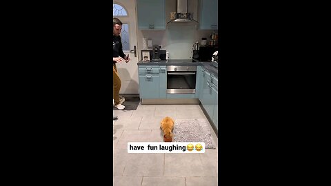funny 🐈 😻 🐈‍⬛️ 😺