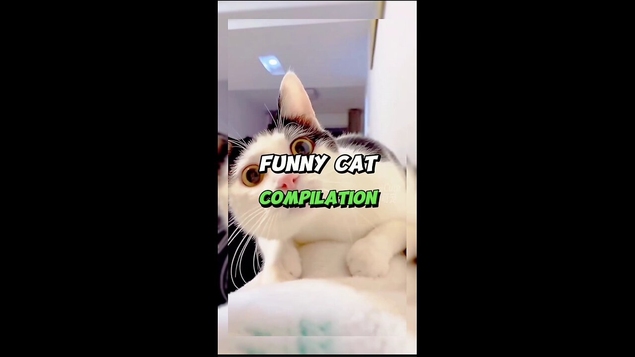 Very Funny Cat REACTION
