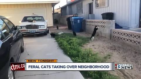 Las Vegas woman says feral cats are taking over their homes