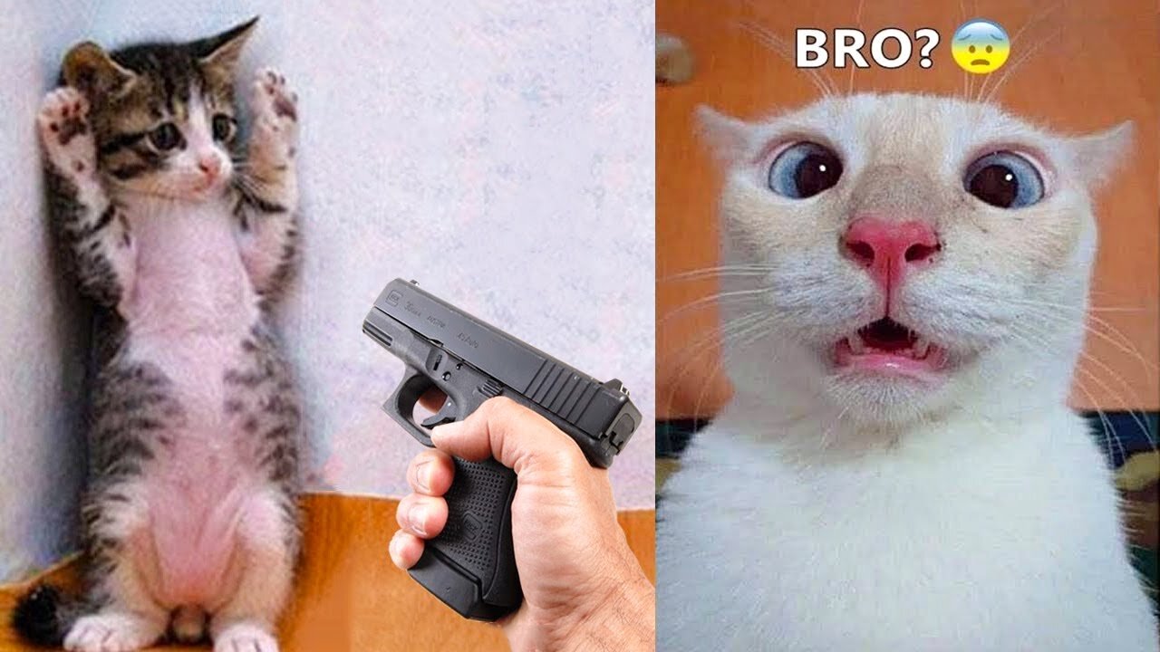 Funniest Animals Best Of The 2021 Funny Animal Videos