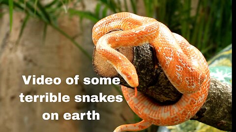 Video of some terrible snakes on earth