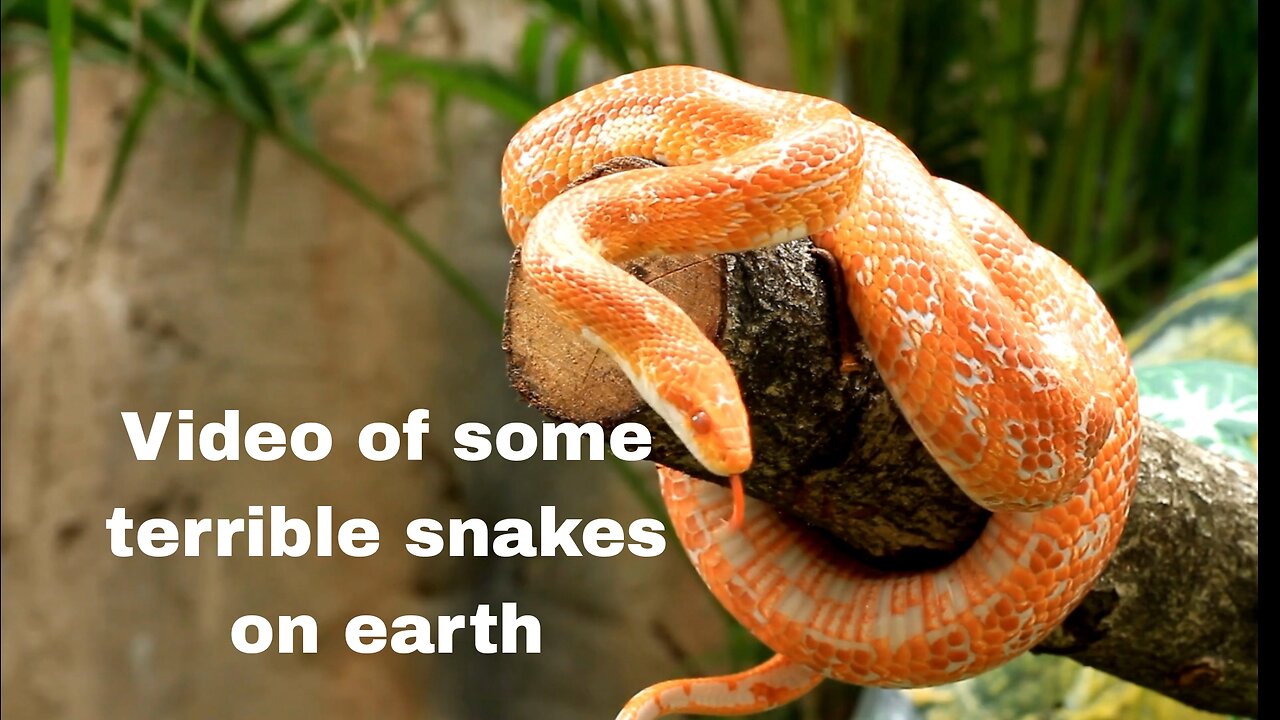 Video of some terrible snakes on earth