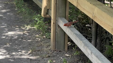 Male Cardinal stopped by