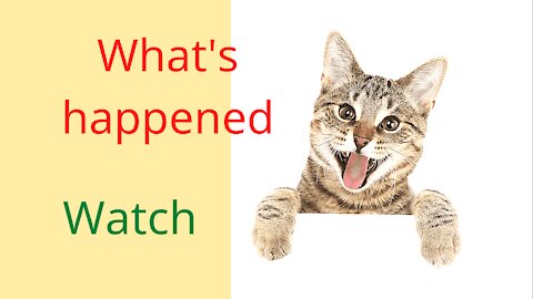 Reaction to Cake that is similar to cat