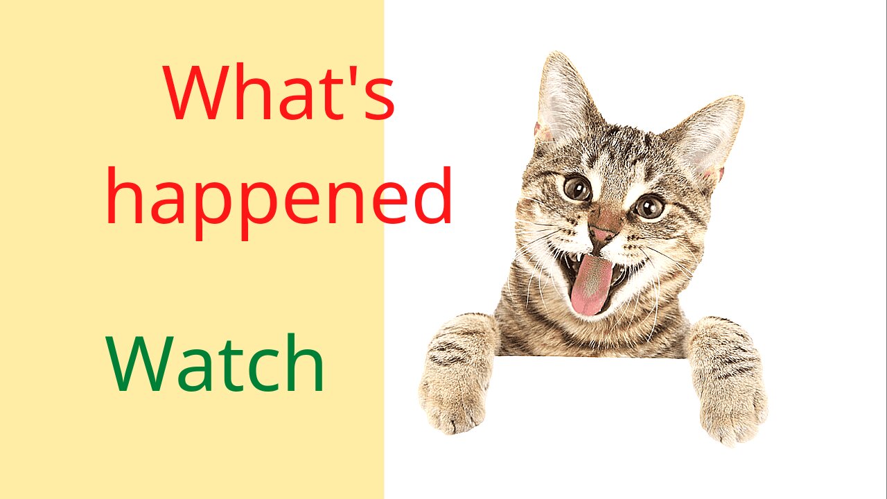 Reaction to Cake that is similar to cat