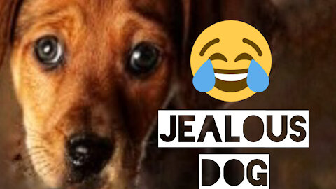 jealous Dog and poor another Dog 😂👊