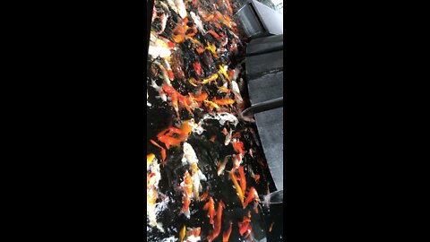 active koi