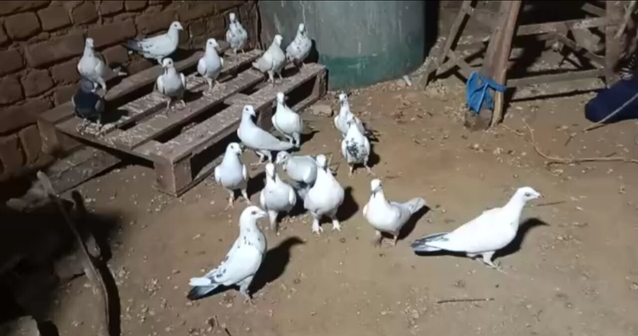 Who many pigeon