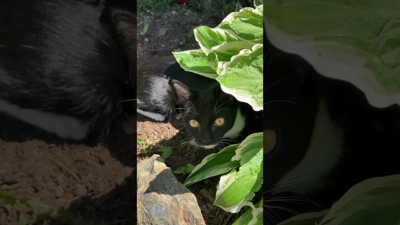 Who is hiding 🙈? #cat #nature