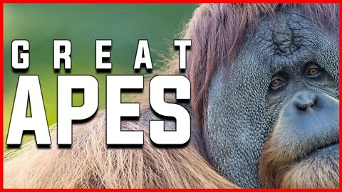 GREAT APES | FAMILY HOMINIDAE | GORILLA | ORANGUTANS | CHIMPANZEE | HUMAN | NATURE