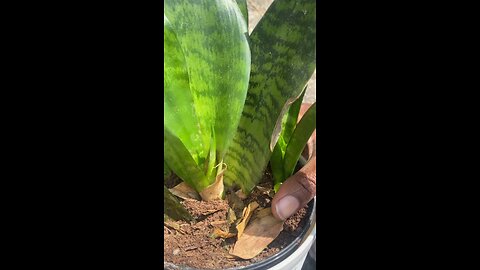Transplanting a snakeplant 🐍🪴