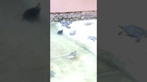 Turtles in a pond. 😲