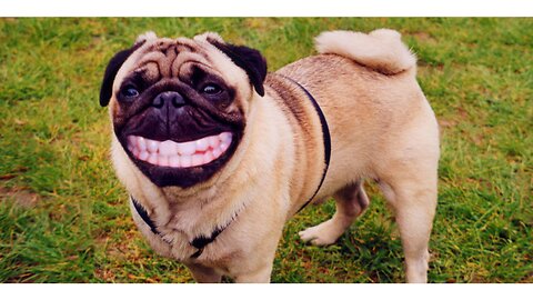 Funny Animal 00001