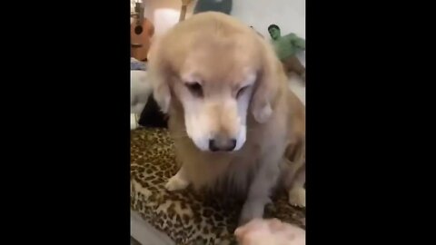 These Golden Puppies are So Cute