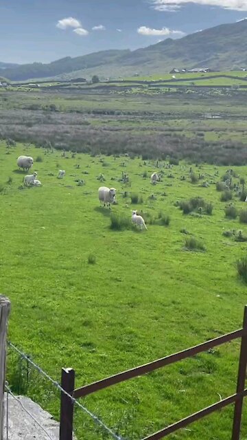 Cutest video on the planet