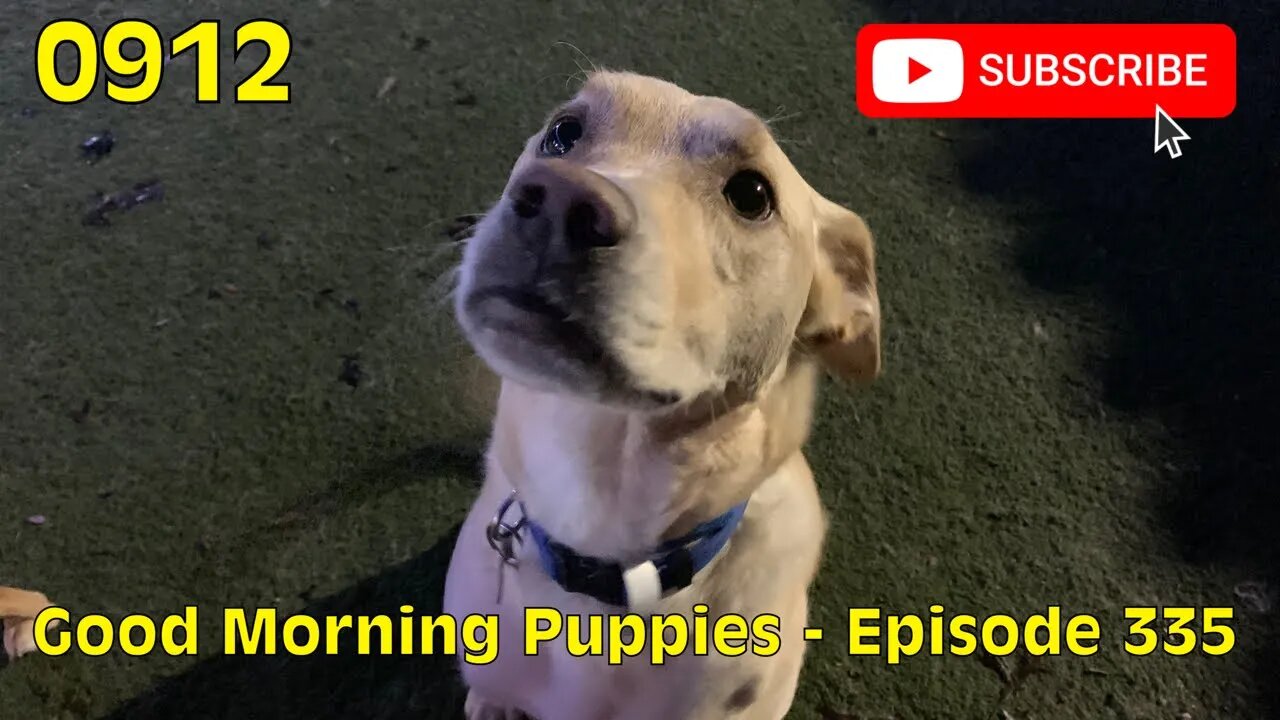 [0912] GOOD MORNING PUPPIES - EPISODE 335 [#dogs #doggos #doggos #puppies #dogdaycare]