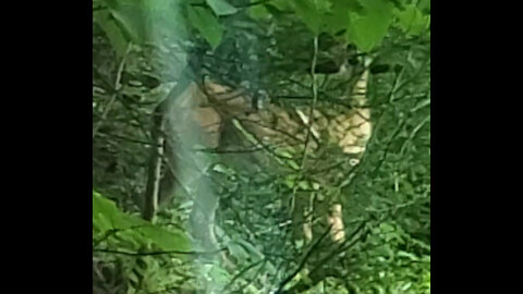 Deer 01
