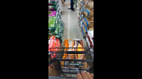 Little cute chicks at the feed store 🐥🐤🐣