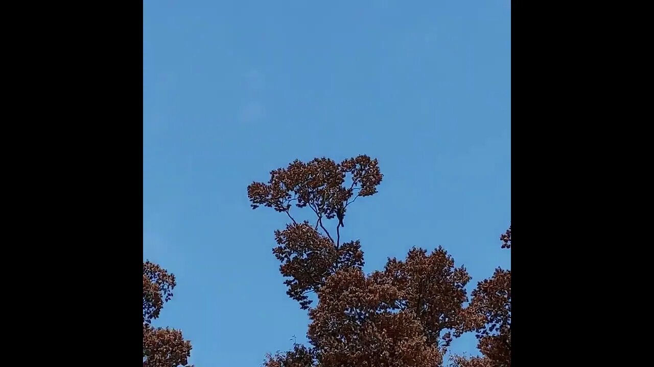 The Crow Again #shorts #shortsfeed #fyp