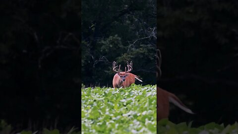 Building Giants! #shorts #short #deer #deerhunting #summervelvet #wildlife