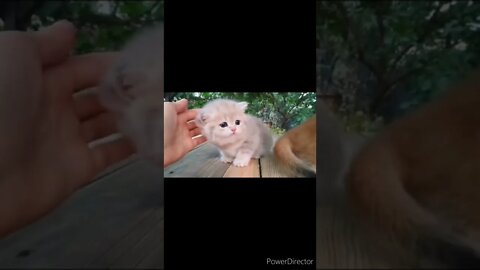 The funniest animals / Fun with cats and dogs @chcreation moratuwa