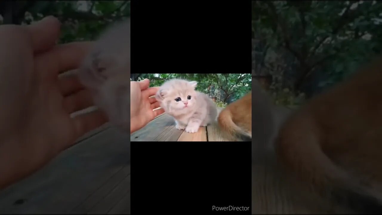 The funniest animals / Fun with cats and dogs @chcreation moratuwa