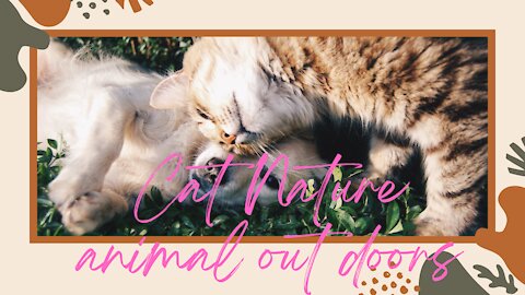 Cat nature animal outdoor