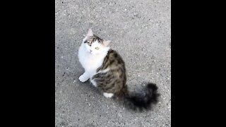 Sweet kitty prevents me from walking away :)