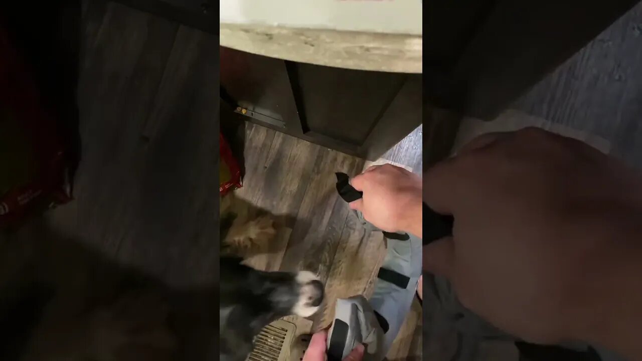 Inflatable Neck Cone For Dog Fail!