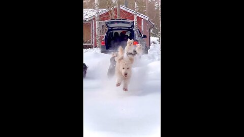 #running dogs#rumble#rumbleshorts