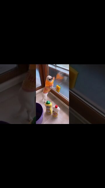 Check Out This Hilarious Puppy Who's Got Everyone Talking!