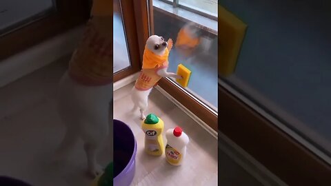 Check Out This Hilarious Puppy Who's Got Everyone Talking!