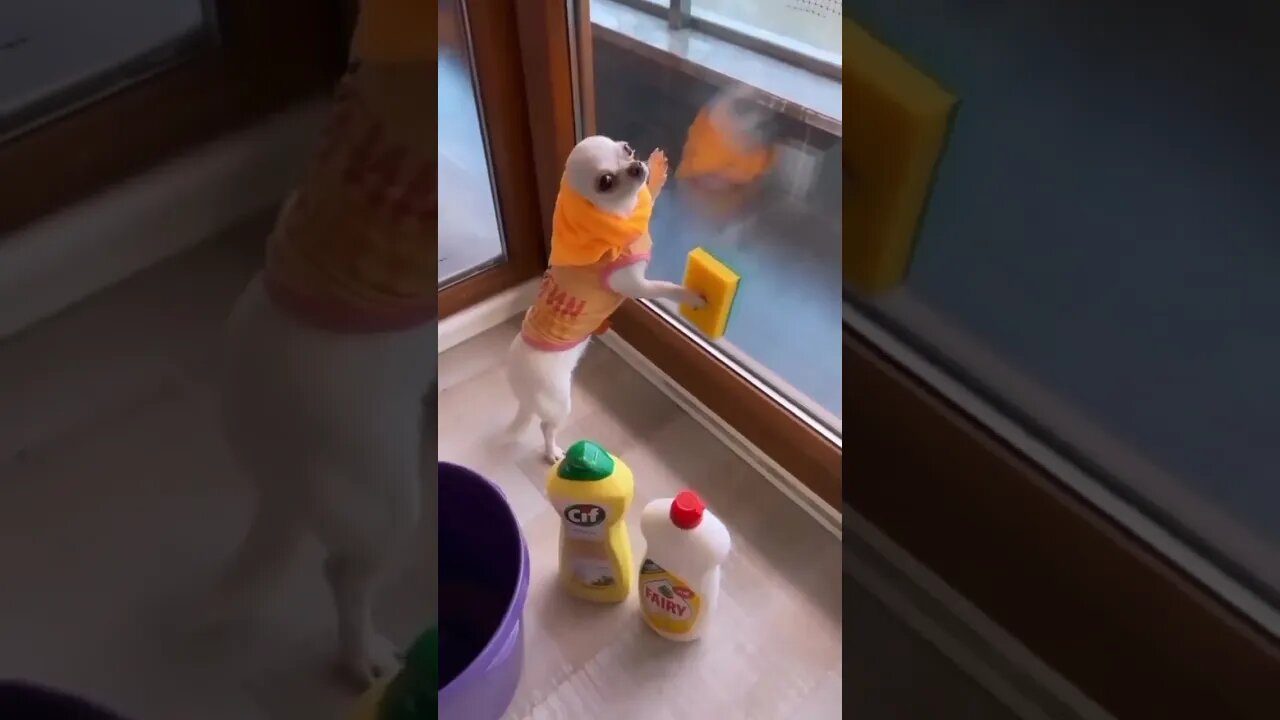 Check Out This Hilarious Puppy Who's Got Everyone Talking!