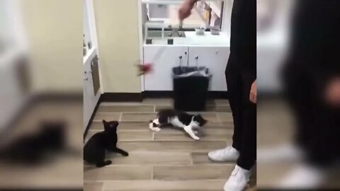 Baby Cats - Cute and Funny Baby Cat Videos Compilation
