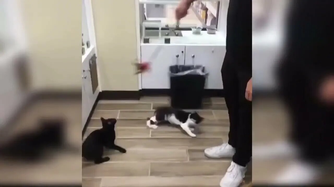 Baby Cats - Cute and Funny Baby Cat Videos Compilation