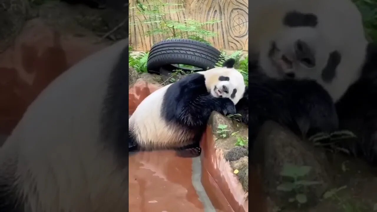 Ursinho Panda Cansado #shorts