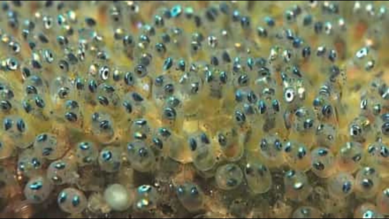 Uova di pesce danzano sul fondale marino