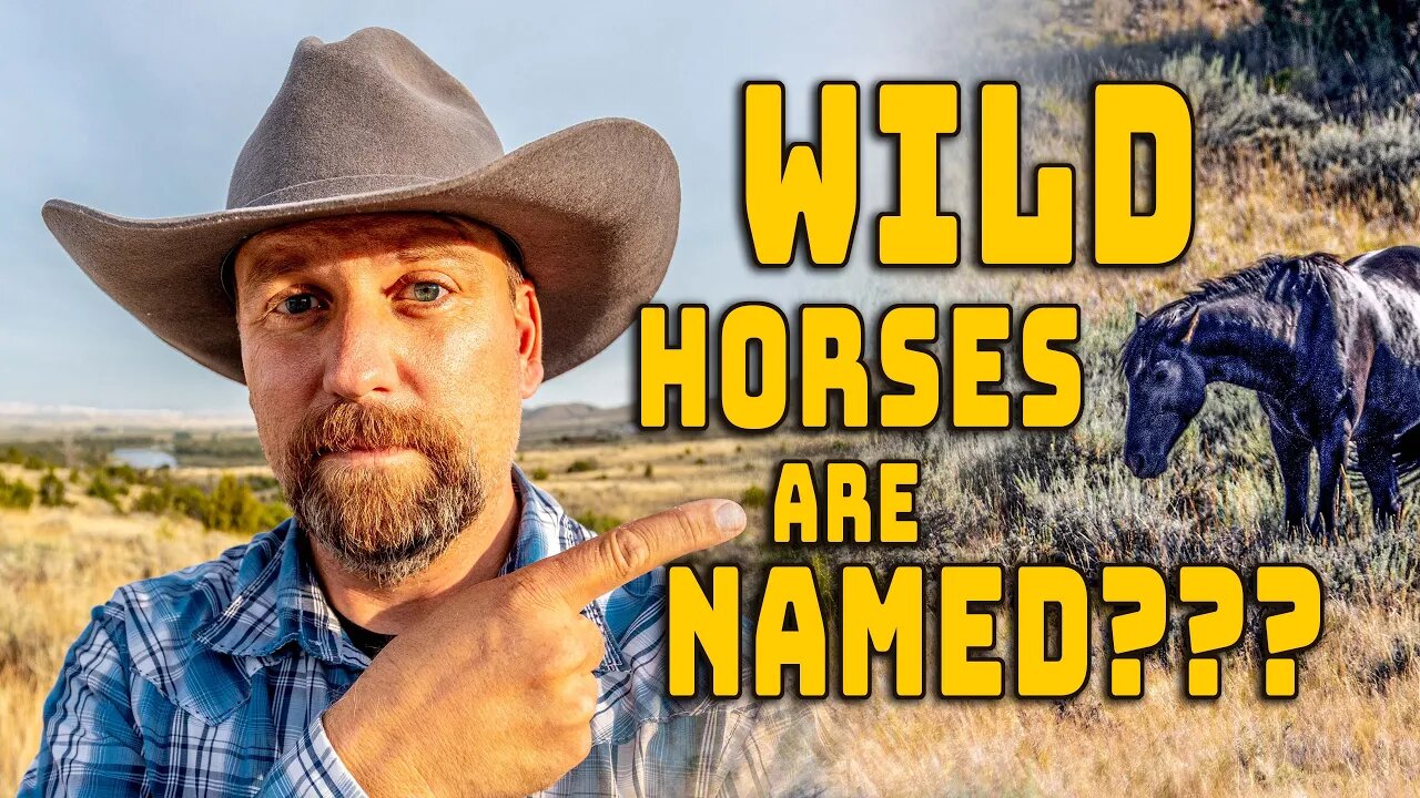 Montana's Wild Horses Have Names! WHAT??